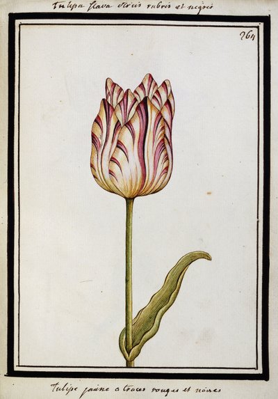 Tulipe jaune avec des stries rouges et noires, vers 1700 - French School