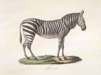 Zèbre femelle, de Histoire Naturelle des Mammifères - French School