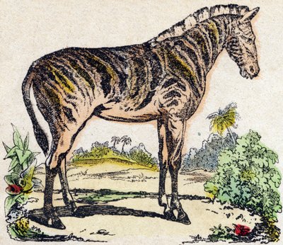 Zèbre. Gravure dans « Alphabet des animaux sauvages ». 9e Série. Imagerie d