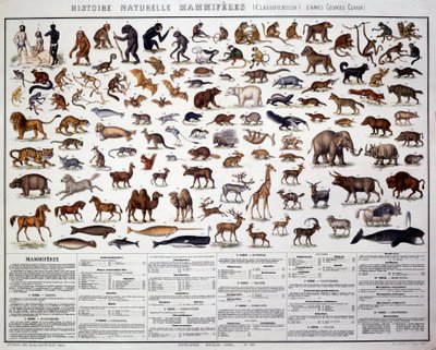 Zoologie : classification des mammifères selon le biologiste français Georges Cuvier (1769-1832). Tableau d