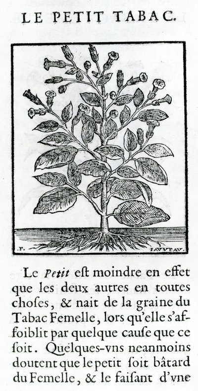 Le Petit Tabac, illustration de Discours du Tabac par Jean Le Royer de Prade, 1671 - French School