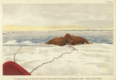 Morses tués au large de la côte est de la péninsule de Taïmyr - Fridtjof Nansen