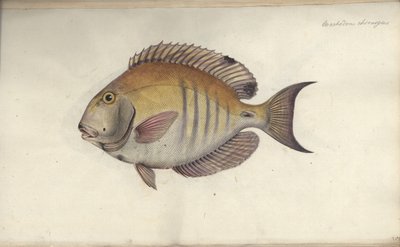 Chaetodon chirurgus, avant 1787 - Friedrich August Kruger