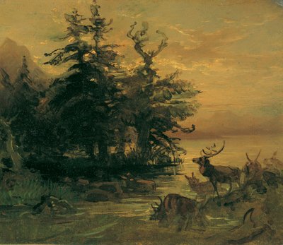 Cerfs se baignant au bord d