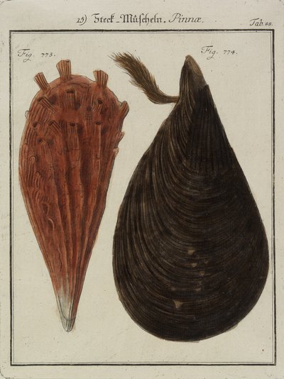 Moules, du Neues Systematisches Conchylien-Cabinet, 1784 - Friedrich Heinrich Wilhelm Martini