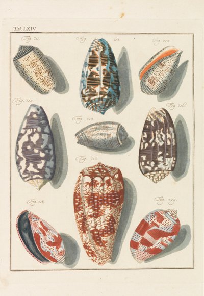 Neues systematisches Conchylien-Cabinet - Friedrich Heinrich Wilhelm Martini