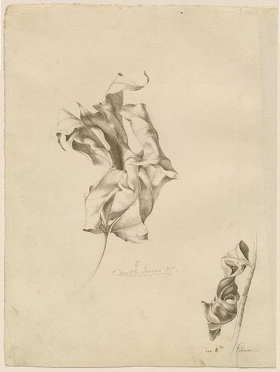 Feuilles flétries - Friedrich Olivier