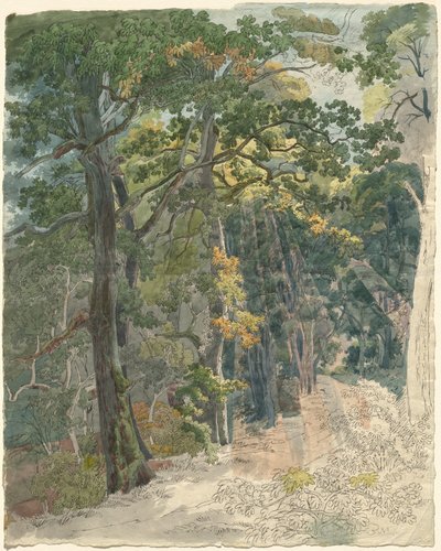 Rayons de Soleil Frappant un Chemin Forestier - Friedrich Salathé