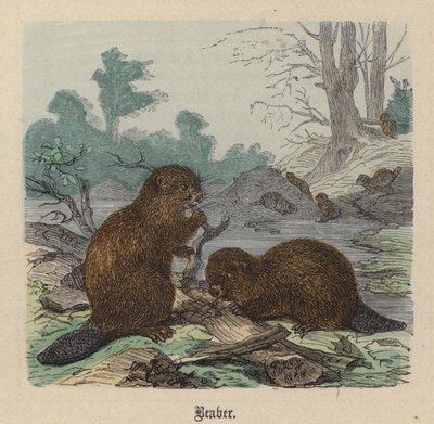 Castor - Friedrich Specht