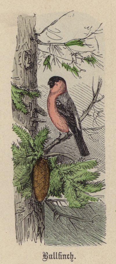 Bouvreuil - Friedrich Specht