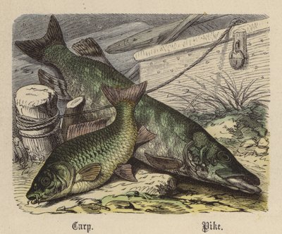 Carpe, Brochet - Friedrich Specht