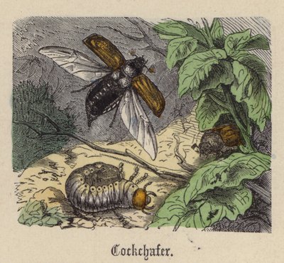 Hannetons - Friedrich Specht