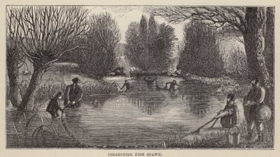 Collecte de frai de poisson - Friedrich Specht