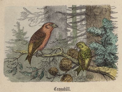 Bec-croisé - Friedrich Specht