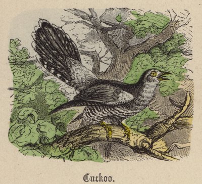 Coucou - Friedrich Specht