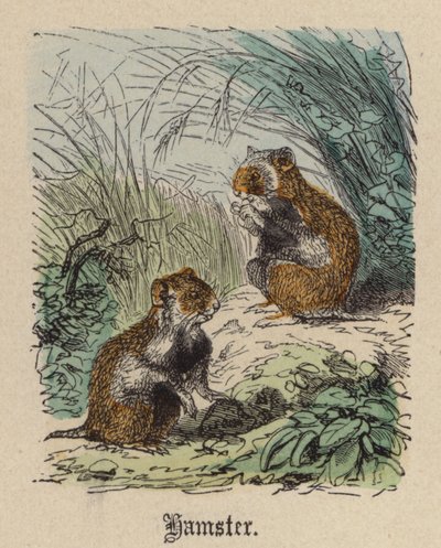 Hamster - Friedrich Specht