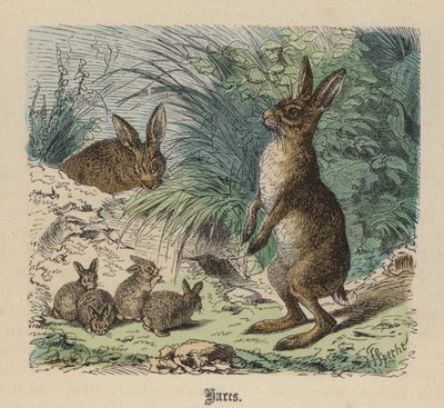 Lièvres (gravure en couleur) - Friedrich Specht