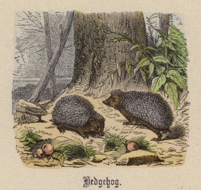 Hérisson (gravure en couleur) - Friedrich Specht