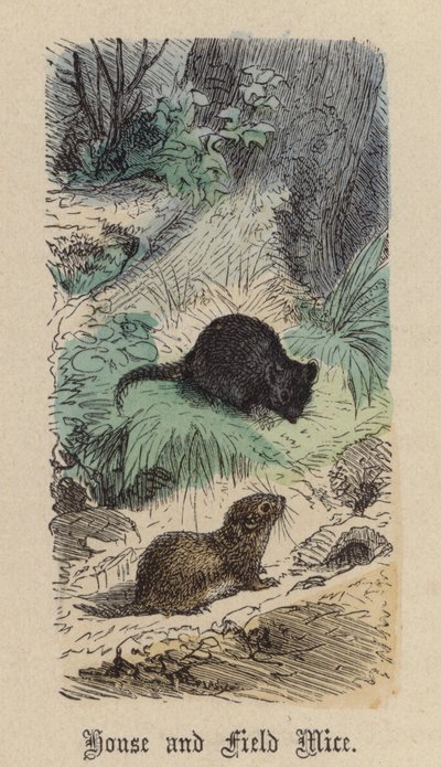 Souris domestiques et des champs - Friedrich Specht
