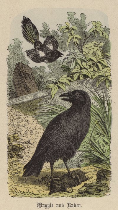 Pie et Corbeau - Friedrich Specht