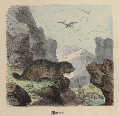 Marmotte - Friedrich Specht