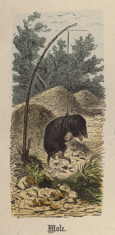 Taupe - Friedrich Specht