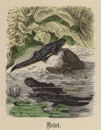 Triton - Friedrich Specht