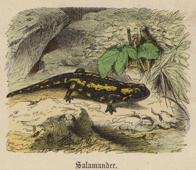Salamandre - Friedrich Specht