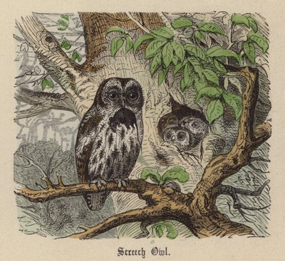 Chouette hulotte - Friedrich Specht