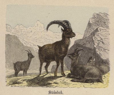 Steinbok - Friedrich Specht