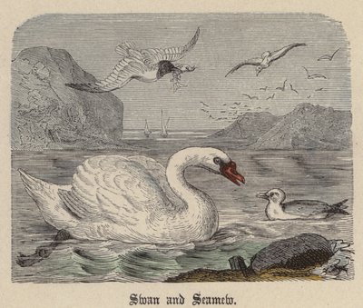 Cygne et Mouette - Friedrich Specht