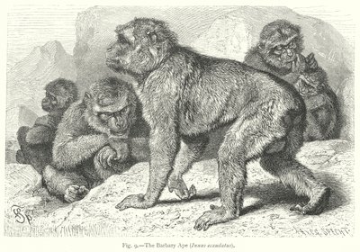 Le singe de Barbarie (Inuus Ecaudatus) (gravure) - Friedrich Specht