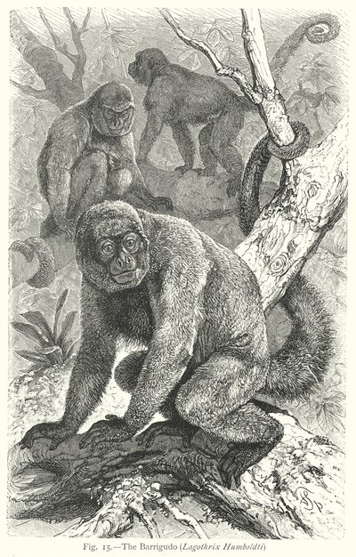 Le Barrigudo (Lagothrix Humboldti) (gravure) - Friedrich Specht