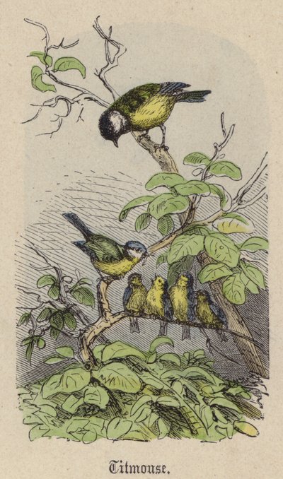 Mésange - Friedrich Specht