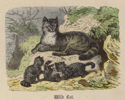 Chat sauvage - Friedrich Specht