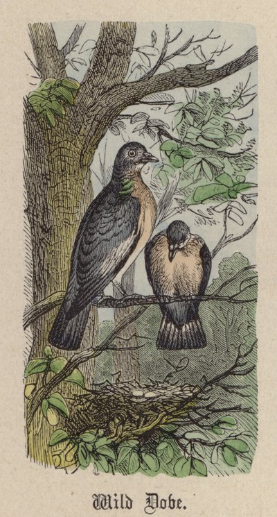 Colombe sauvage - Friedrich Specht