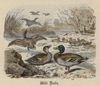 Canards sauvages - Friedrich Specht