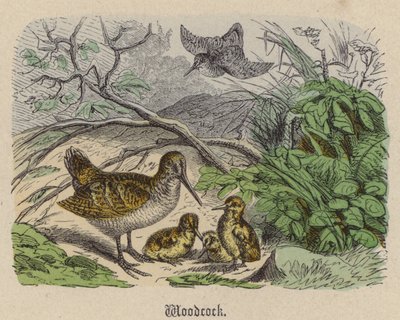 Bécasse - Friedrich Specht