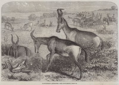 Antilopes Hartebeeste - Friedrich Wilhelm Keyl