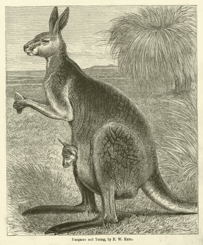 Kangourou et jeune (gravure) - Friedrich Wilhelm Keyl