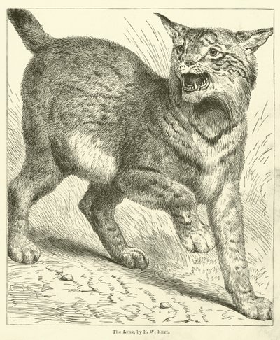 Le Lynx - Friedrich Wilhelm Keyl