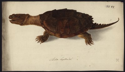 Chelydra serpentina, avant 1792 - Friedrich Wilhelm Wunder