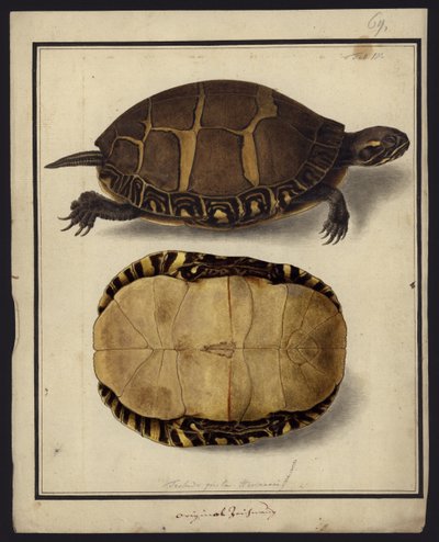 Chrysemys picta, avant 1792 - Friedrich Wilhelm Wunder