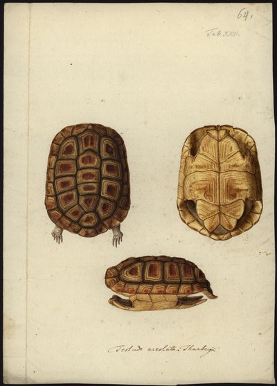 Homopus areolatus - Friedrich Wilhelm Wunder