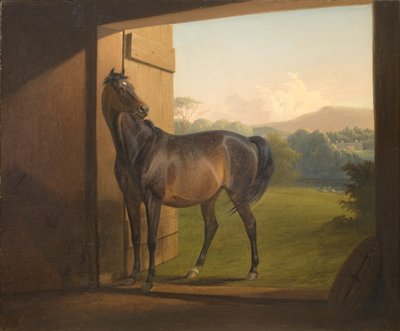Reveller Mare - Fritz Thomsen
