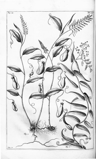Cantharifera et Flagellaria indica de l