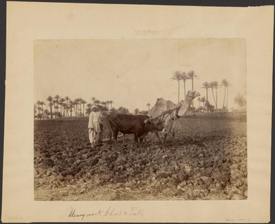 Chameau laboureur - G. Lekegian