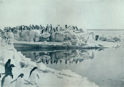 Pingouins sur la banquise, vers 1911, 1913 - G. Murray Levick