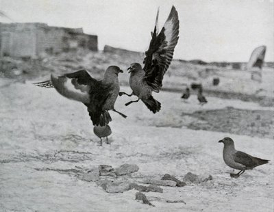 Mouettes skuas se battant pour du gras, 1911, 1913 - G. Murray Levick