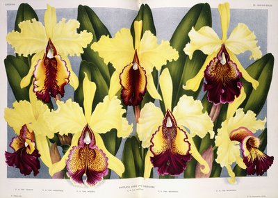 Variétés de l